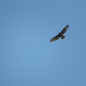 Common Buzzard