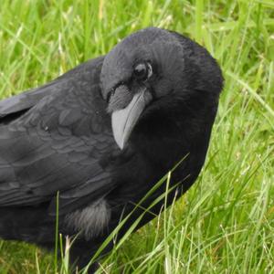 Common Raven