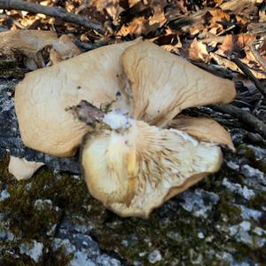 Oyster Mushroom