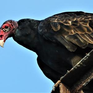 Turkey Vulture