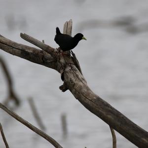 Black Crake