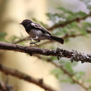 African Crested-flycatcher