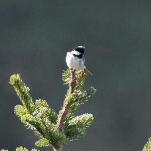 Coal Tit