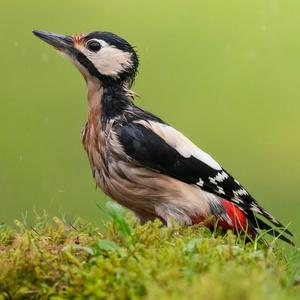 Great Spotted Woodpecker