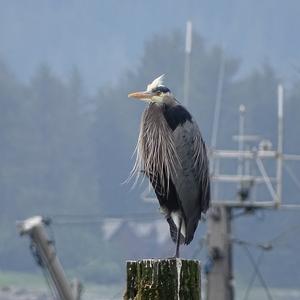 Great Blue Heron