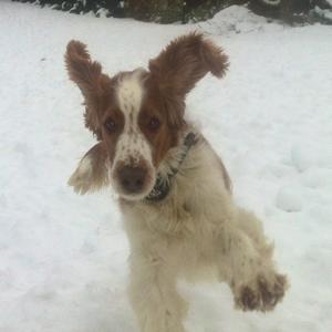 Spaniel (Welsh Springer)