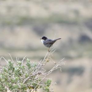 Sardinian Warbler