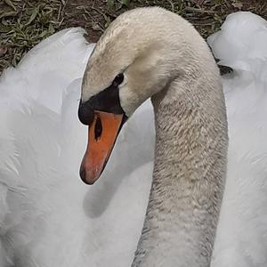 Mute Swan