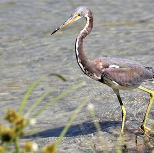 Tricoloured Heron