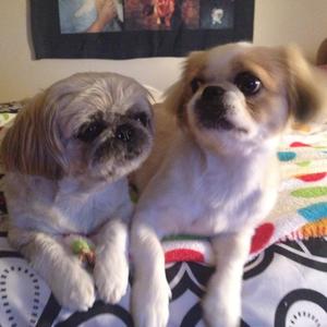 Pekingese