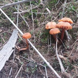 Xeromphalina cornui