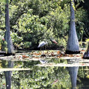 Great Blue Heron