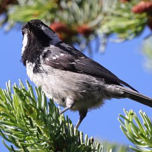 Coal Tit