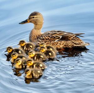 Mallard