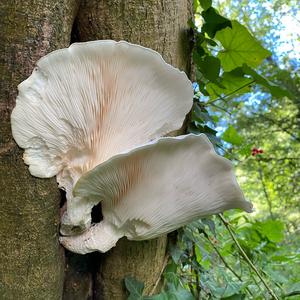 Veiled Oyster