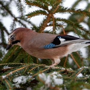 Eurasian Jay