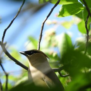 Cedar Waxwing