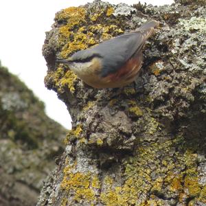 Wood Nuthatch