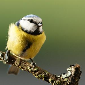 Blue Tit