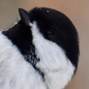 Black-capped Chickadee