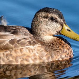 Mallard