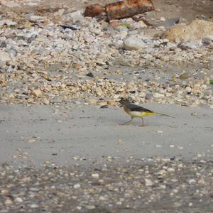 Grey Wagtail