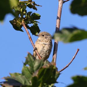 Common Redstart