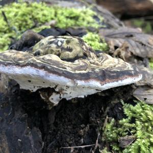 Tinder Polypore