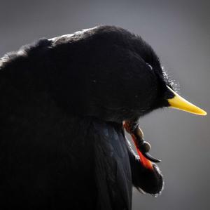 Yellow-billed Chough