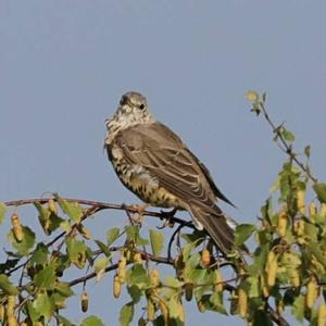 Mistle Thrush