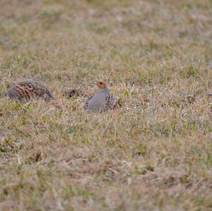 Grey Partridge