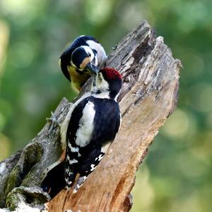 Great Spotted Woodpecker