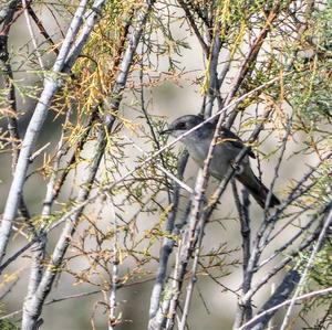 Sardinian Warbler