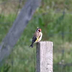 European Goldfinch