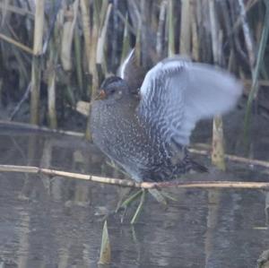 Spotted Crake