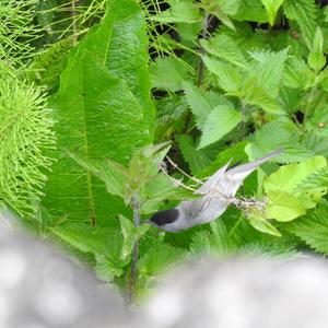 Blackcap