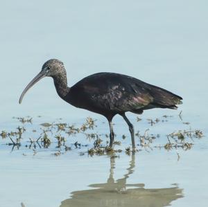 Glossy Ibis