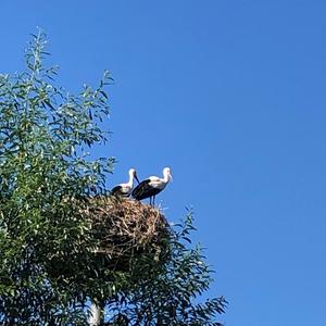 White Stork