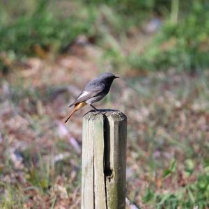 Black Redstart