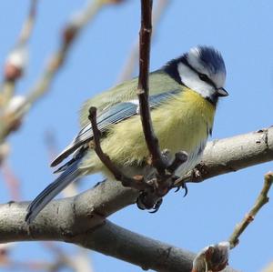 Blue Tit