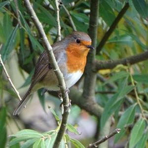 European Robin