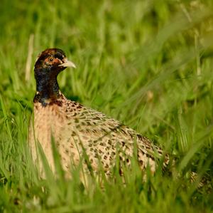 Common Pheasant