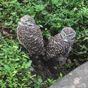 Burrowing Owl