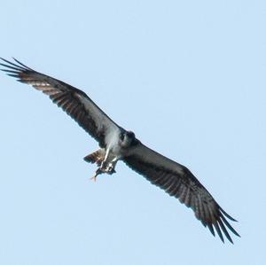 Osprey