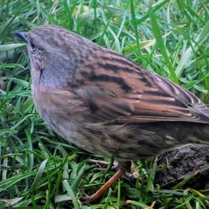 Hedge Accentor