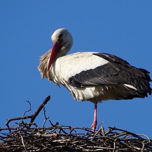 White Stork