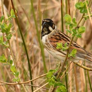 Reed Bunting