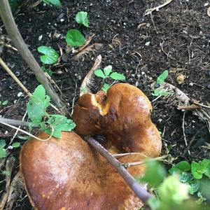 Shellfish-scented Russula