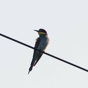 European Bee-eater