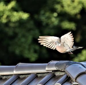 Common Wood-pigeon